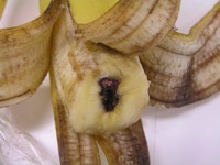 バナナの果肉の真ん中に黒いものがある 果物 商品q A コープこうべ 商品検査センター