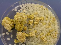 お米が変色して固まっている 米 麺類 穀類 商品q A コープこうべ 商品検査センター