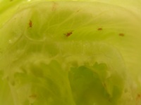 レタスに虫がたくさん付いている 野菜 商品q A コープこうべ 商品検査センター