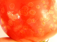 トマトに白い斑点がある 野菜 商品q A コープこうべ 商品検査センター